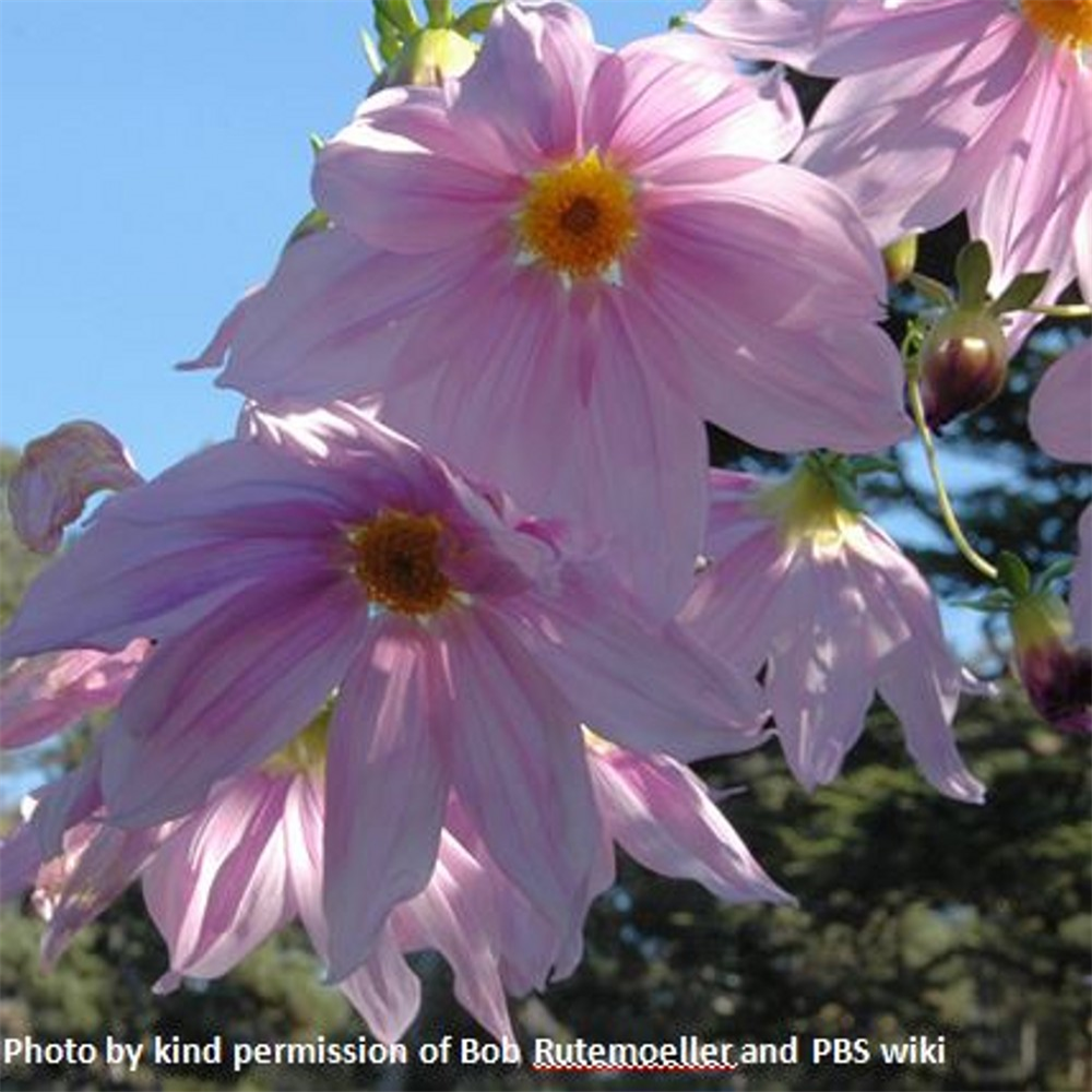 Dahlia imperialis Farmyard Nurseries