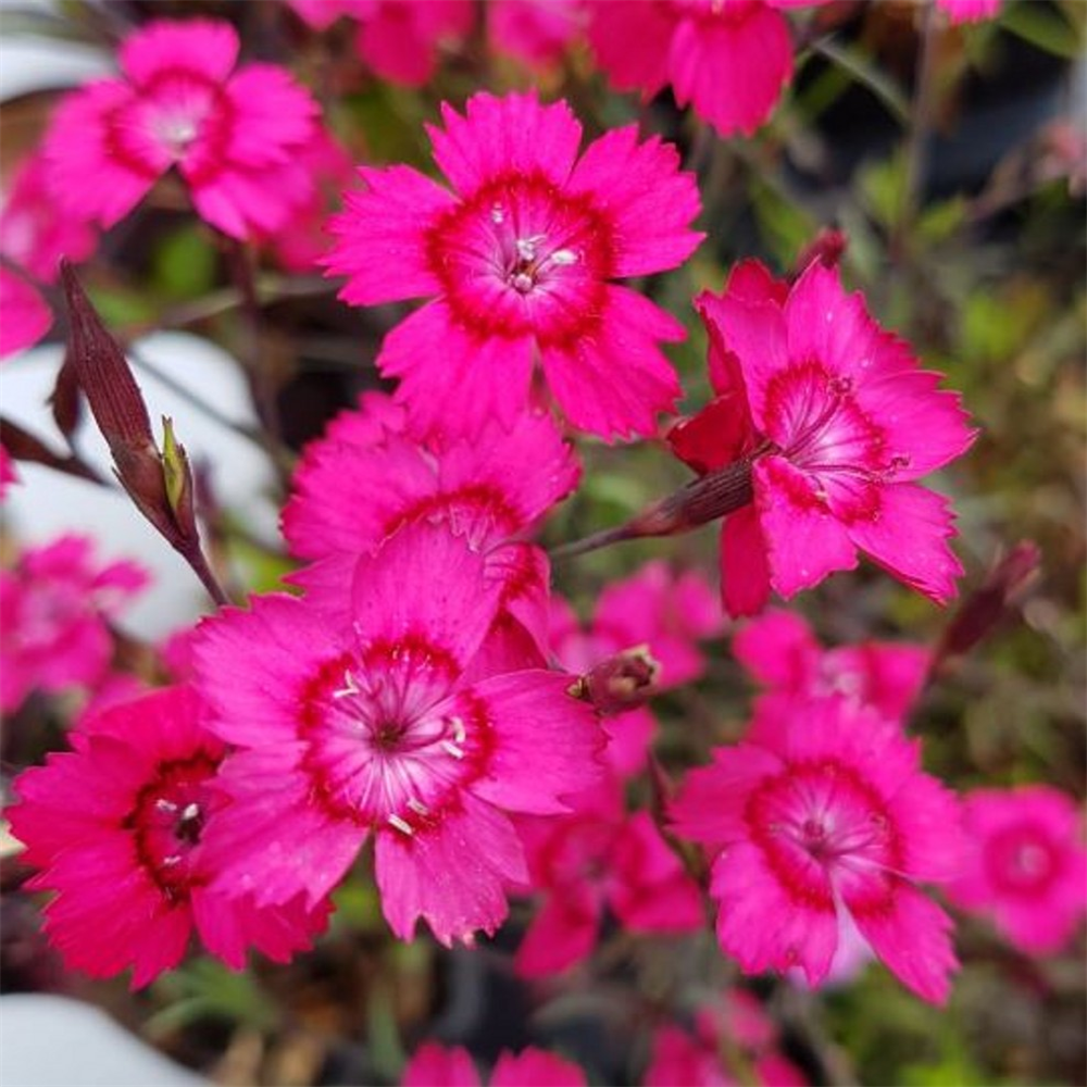 Dianthus deltoides 'Brilliant' | Farmyard Nurseries