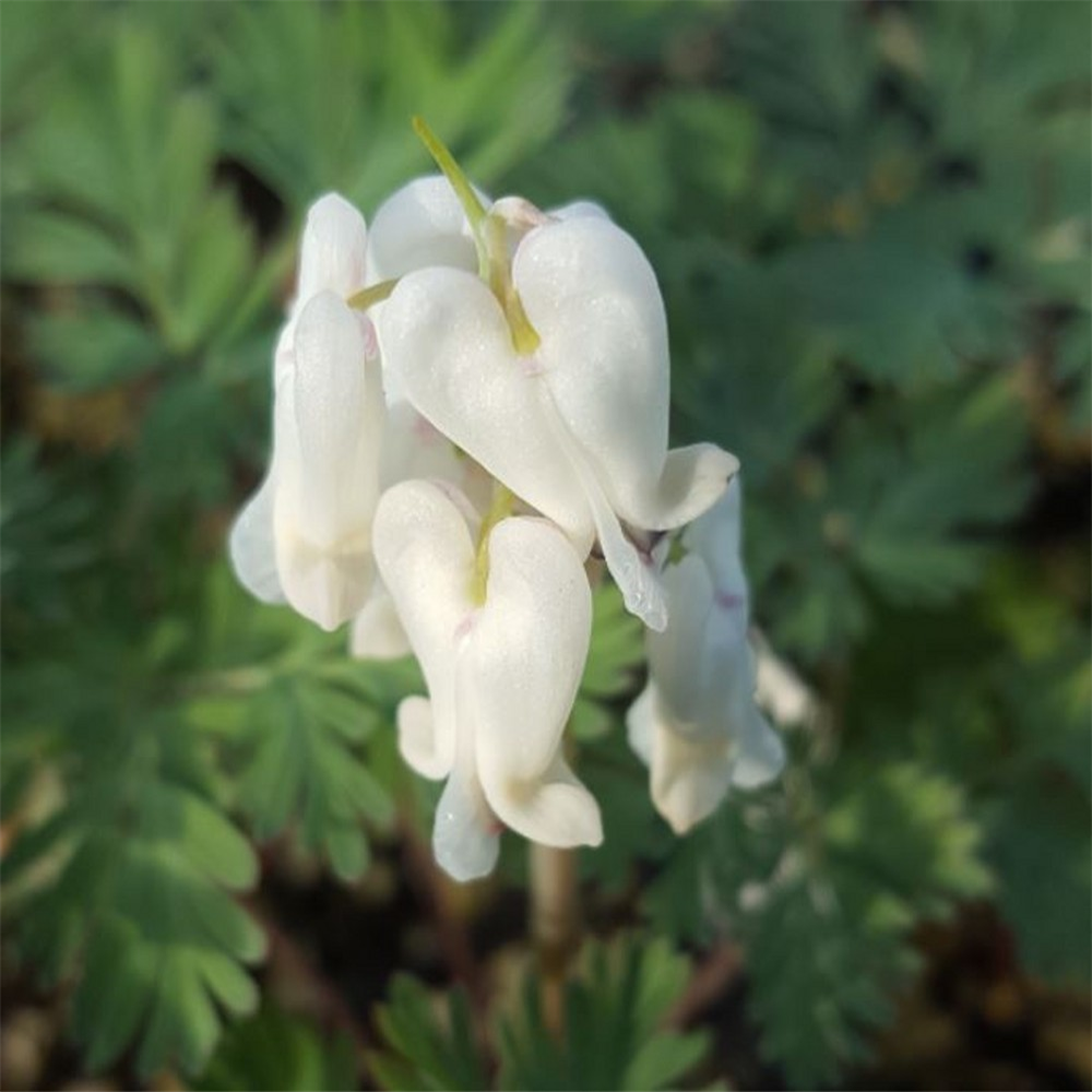 Dicentra canadensis Farmyard Nurseries