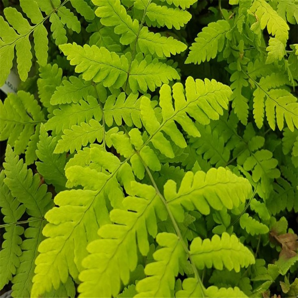 Curriana dryopteris 'Plumosum' | Farmyard Nurseries