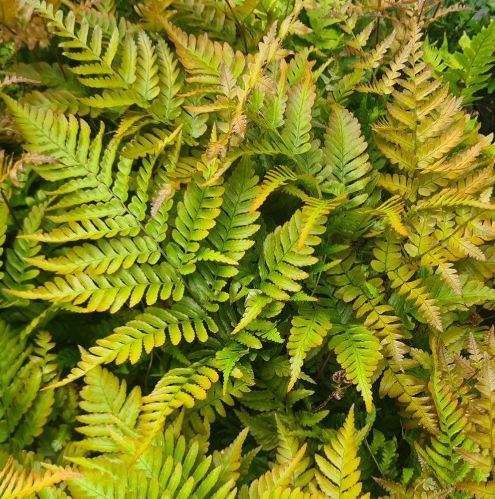 Dryopteris erythrosora | Farmyard Nurseries