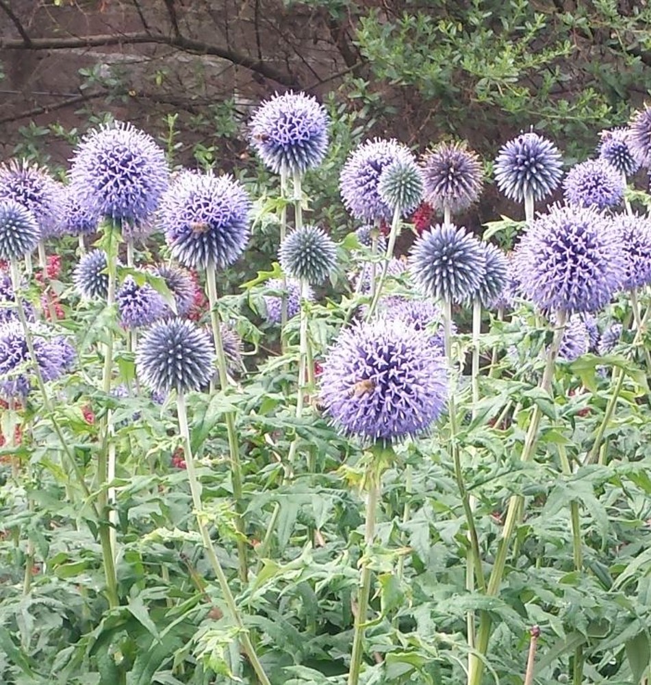 Echinops ritro | Farmyard Nurseries