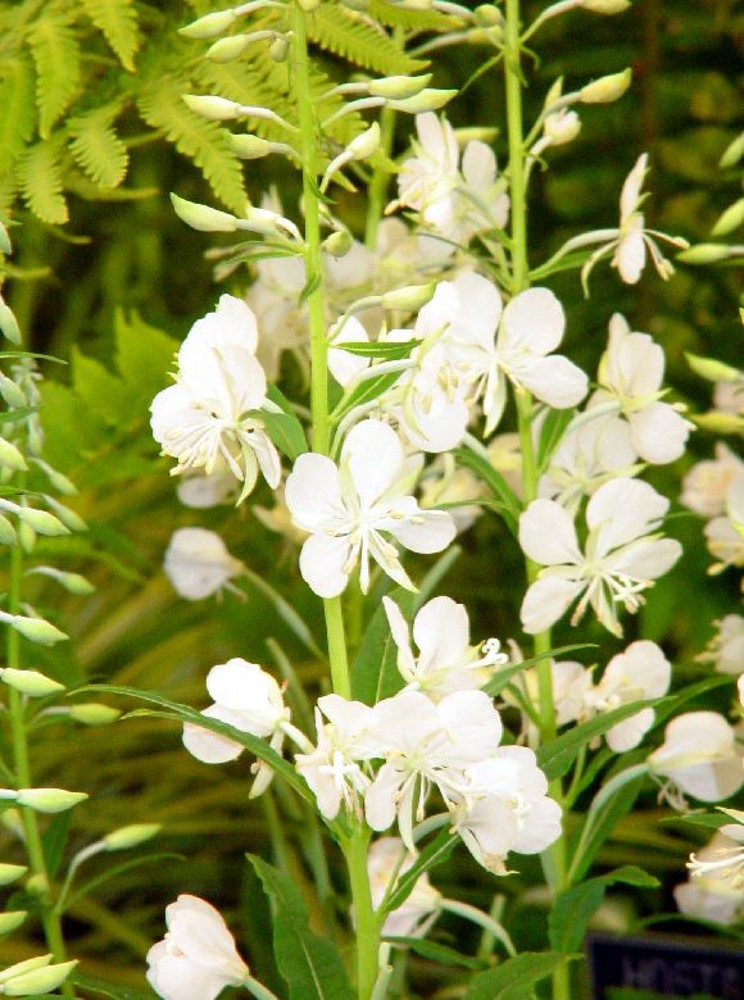 Epilobium angustifolium 'Album' | Farmyard Nurseries