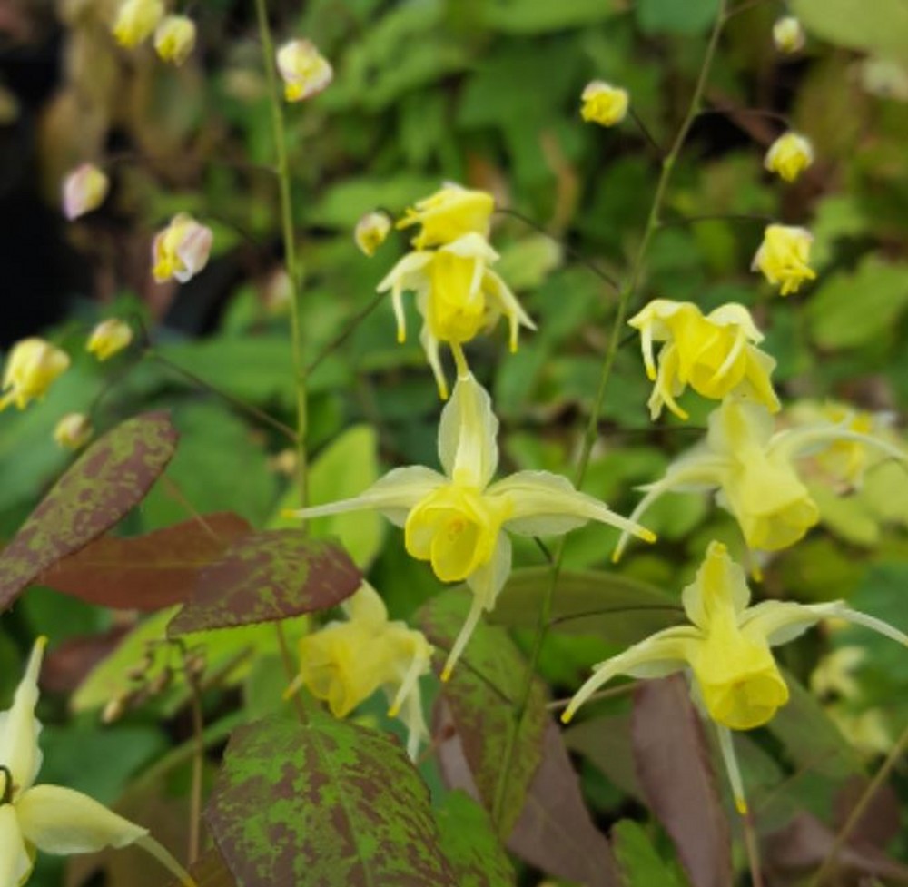 Epimedium 'Flowers of Sulphur' | Farmyard Nurseries