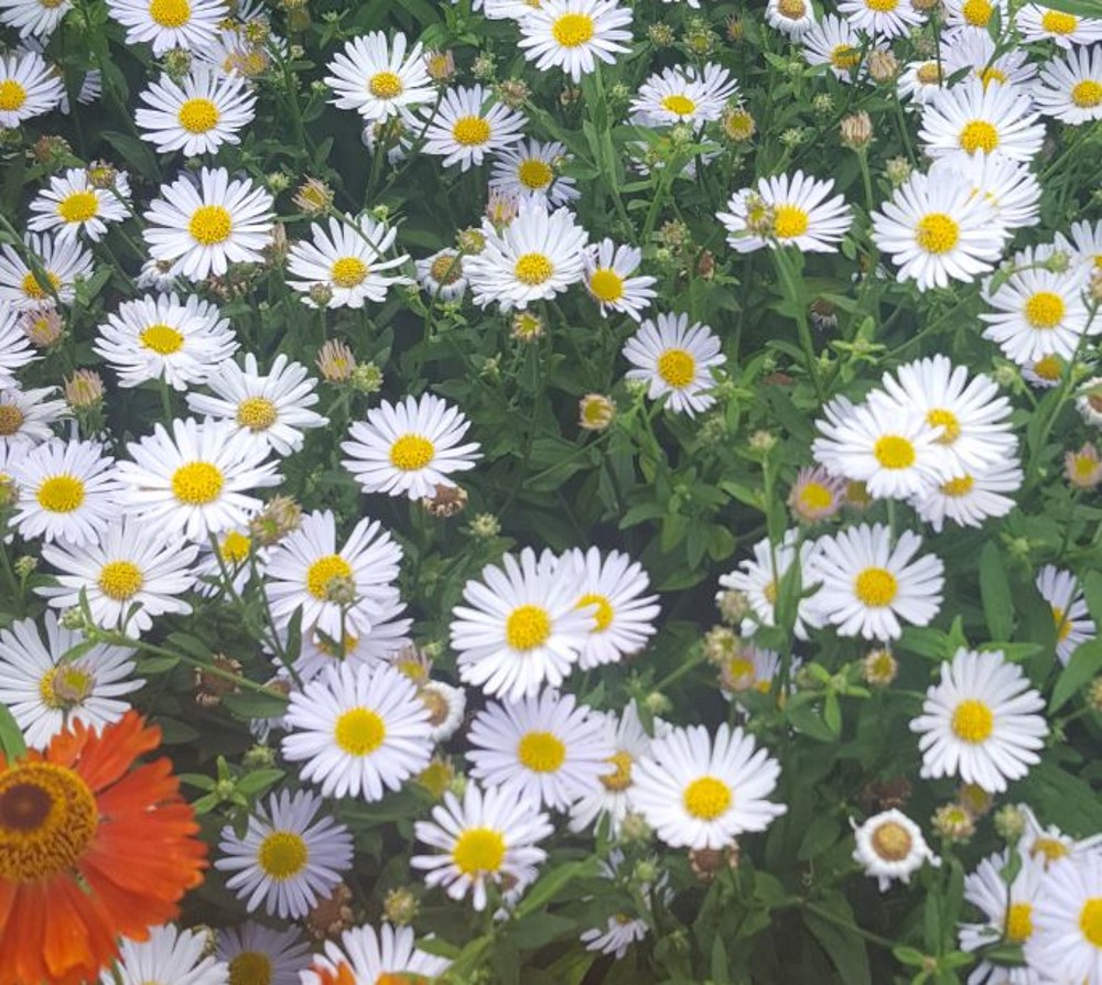 Erigeron karvinskianus | Farmyard Nurseries