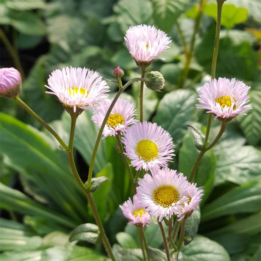 Erigeron philadelphicus | Farmyard Nurseries