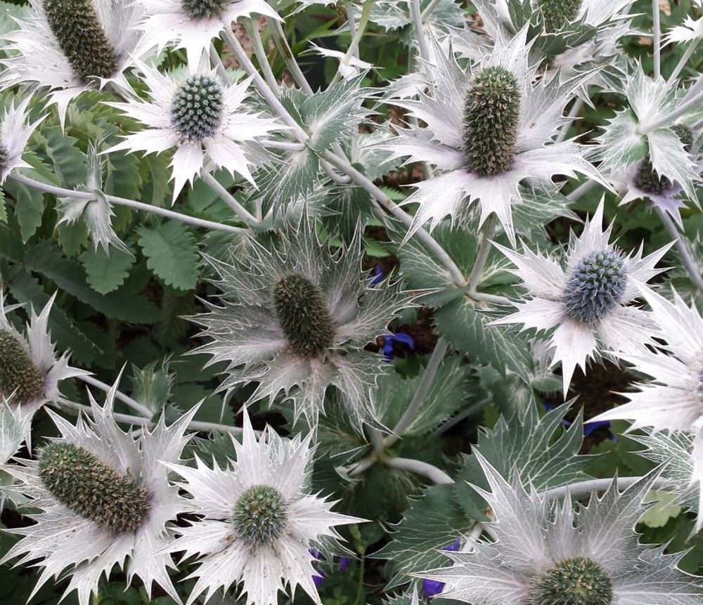 Eryngium giganteum 'Miss Wilmotts Ghost' | Farmyard Nurseries