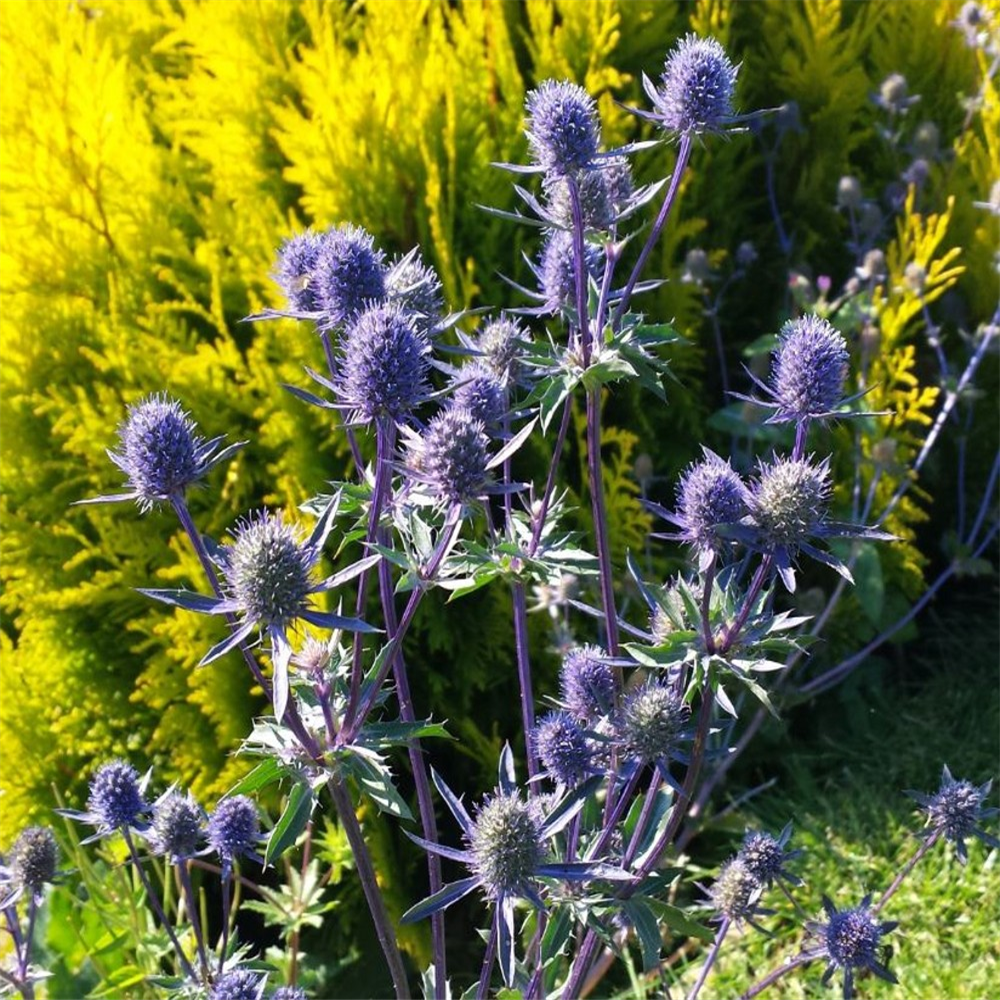 Eryngium planum Farmyard Nurseries