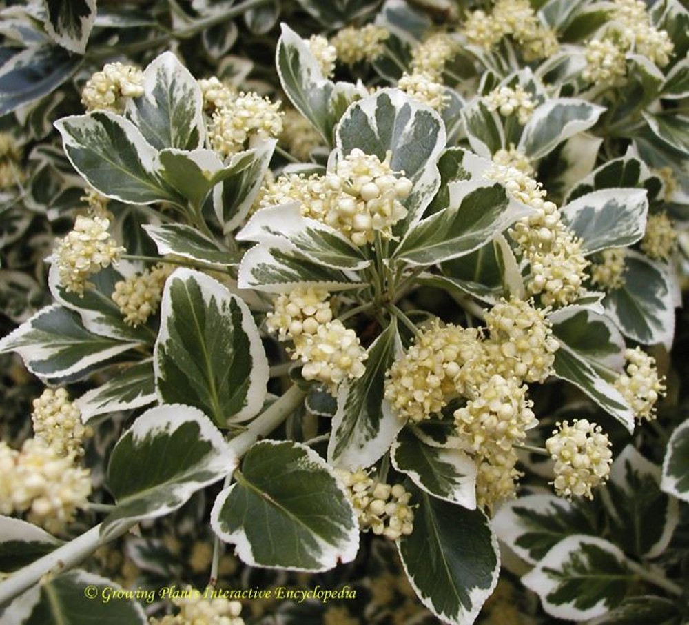 Euonymus fortunei 'Silver Queen' | Farmyard Nurseries