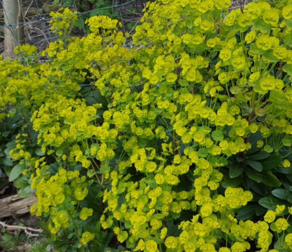 Euphorbia Amygdaloides Var Robbiae Farmyard Nurseries