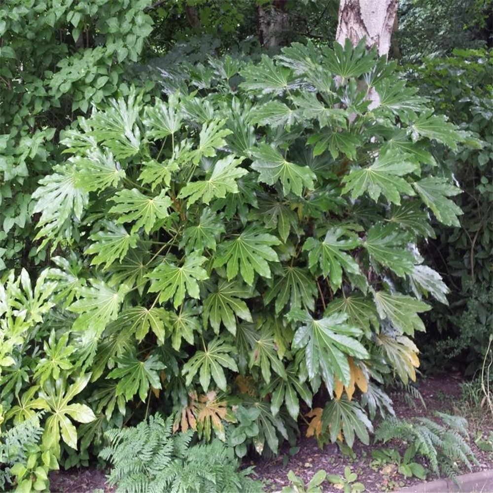 Fatsia Japonica Farmyard Nurseries 9411