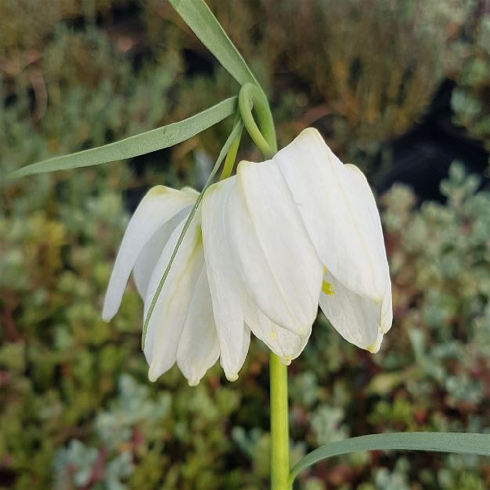 Fritillaria Meleagris 'Alba' | Farmyard Nurseries