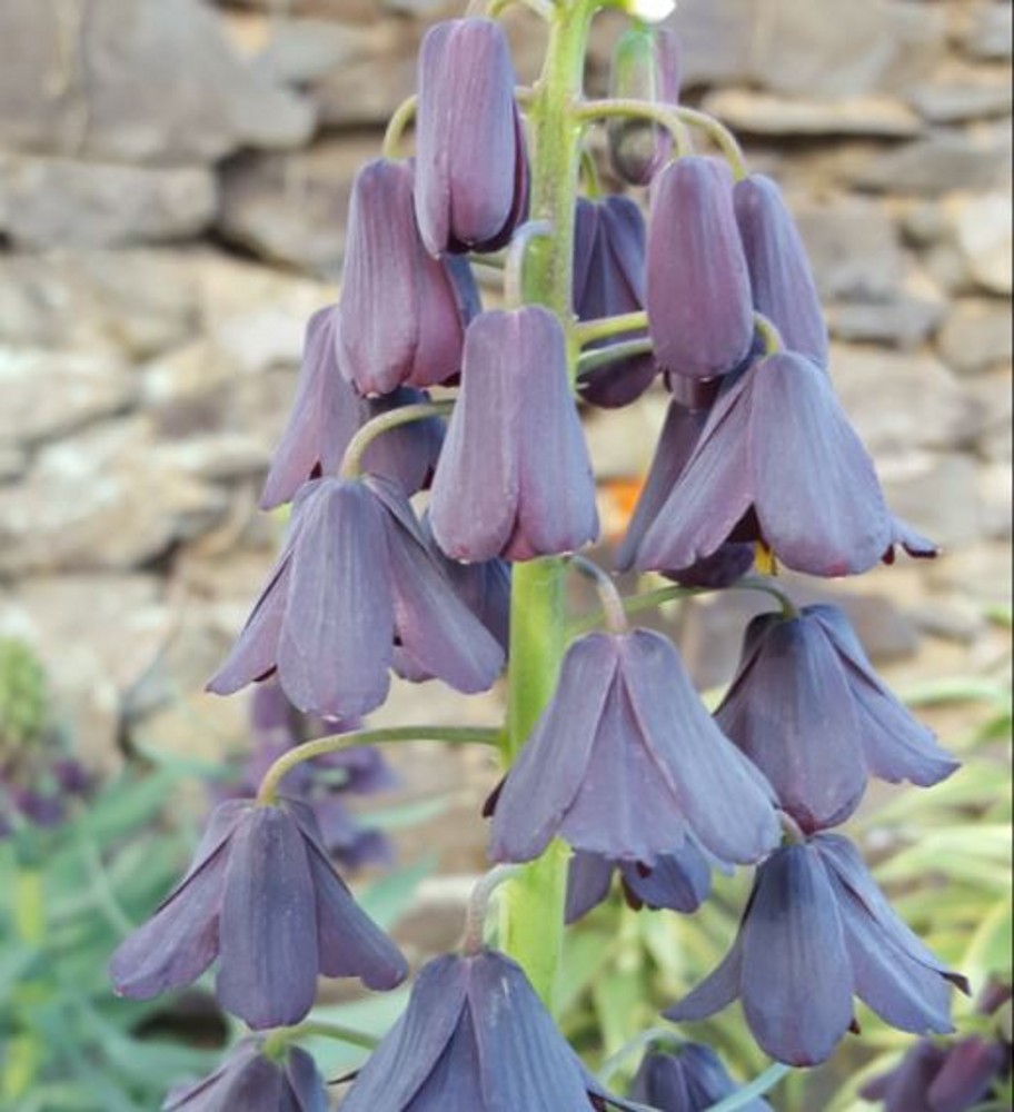 Fritillaria persica | Farmyard Nurseries