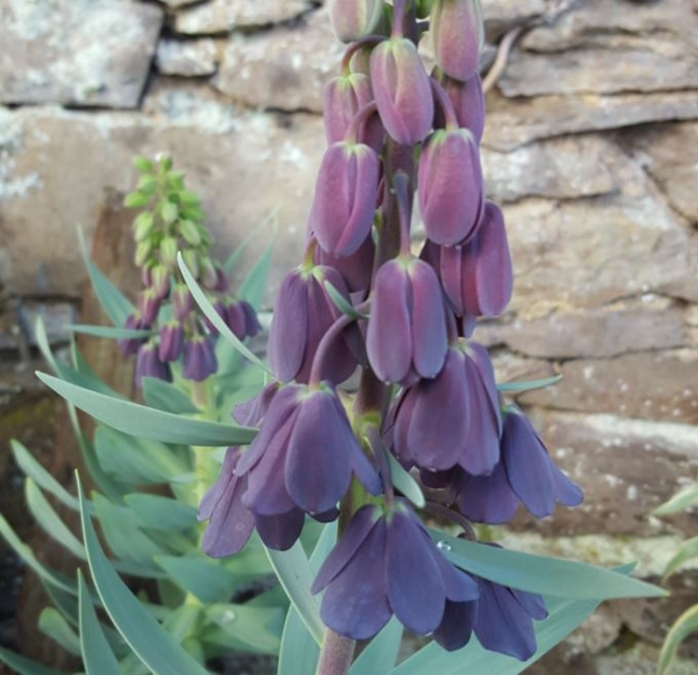 Fritillaria persica | Farmyard Nurseries