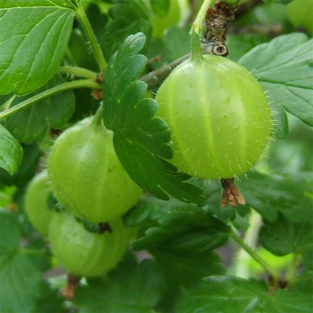 Gooseberry 'Careless' | Farmyard Nurseries