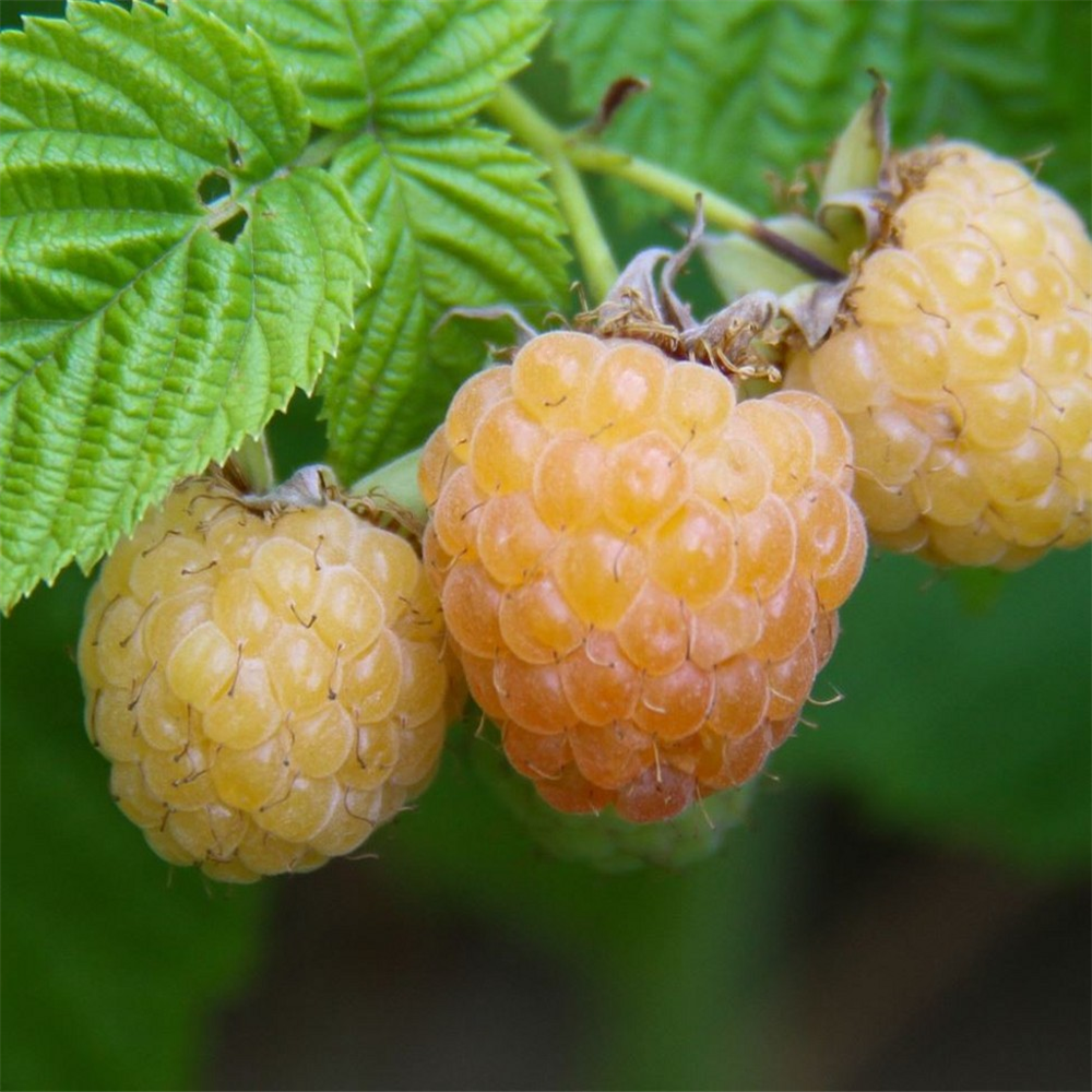 Raspberry 'All Gold' | Farmyard Nurseries