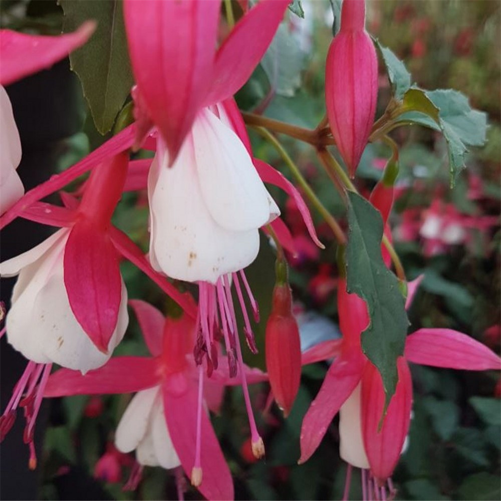 Fuchsia (Hardy) ‘Alice Hoffman’ | Farmyard Nurseries