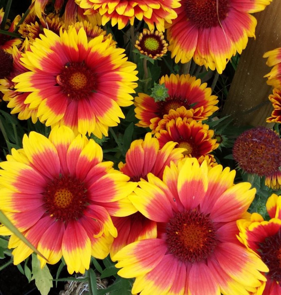 Gaillardia 'Arizona Mixed' | Farmyard Nurseries