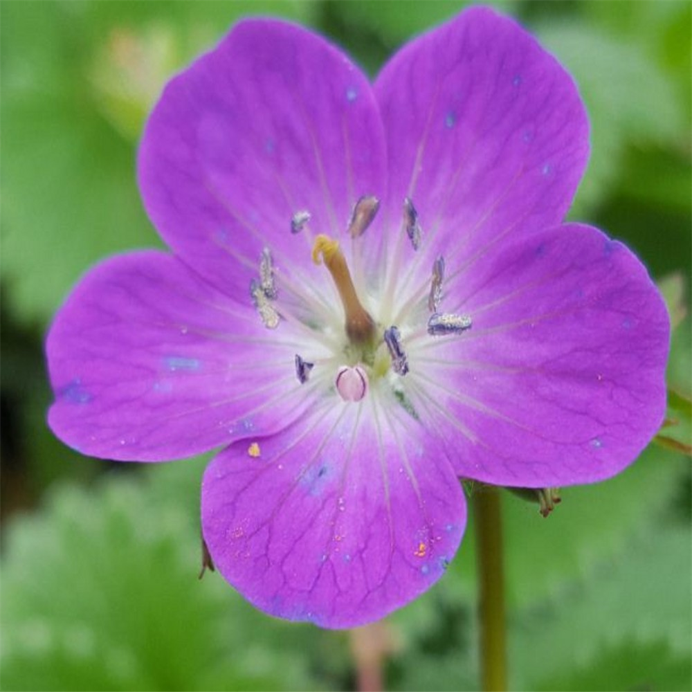 Geranium Maculatum Spring Purple Farmyard Nurseries