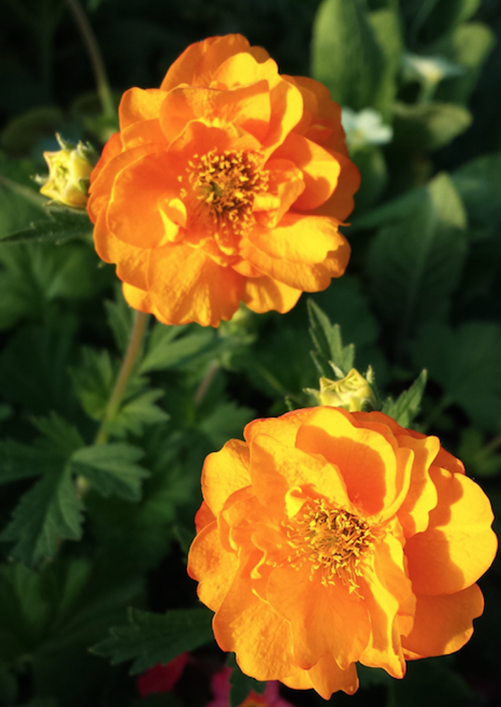 Geum 'Fire Storm' | Farmyard Nurseries