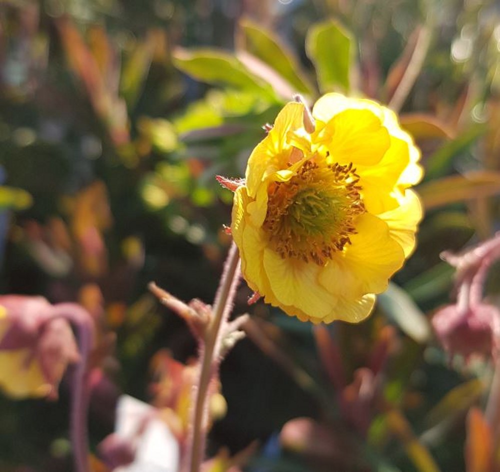 Geum Prinses Juliana Farmyard Nurseries 