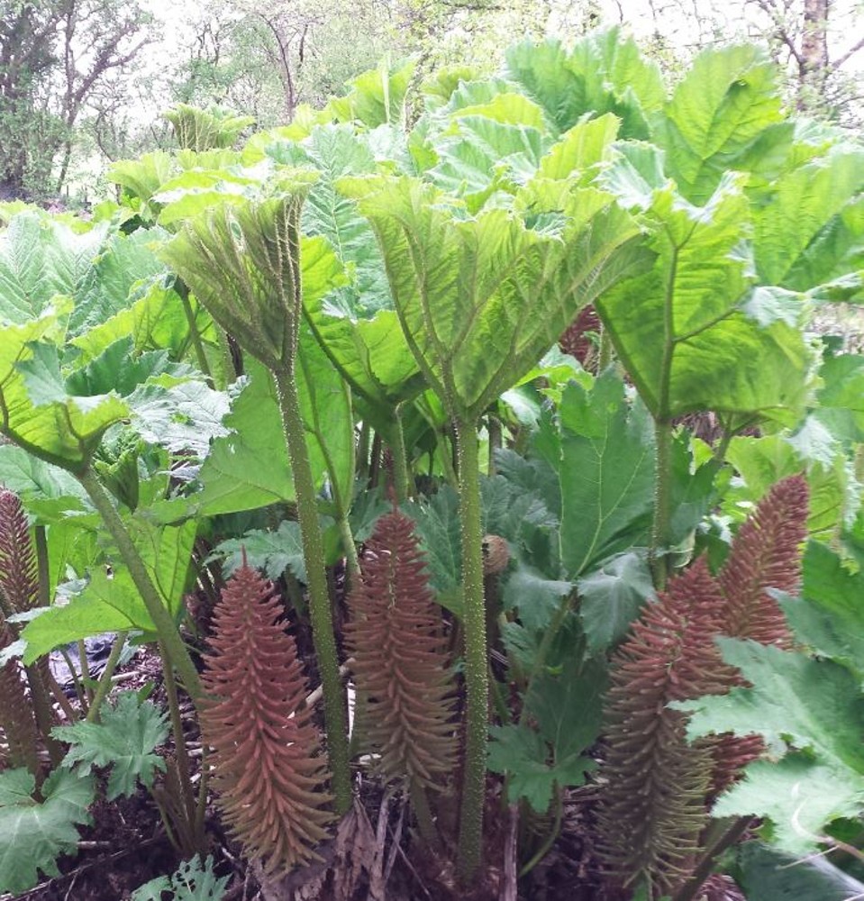 Gunnera manicata | Farmyard Nurseries