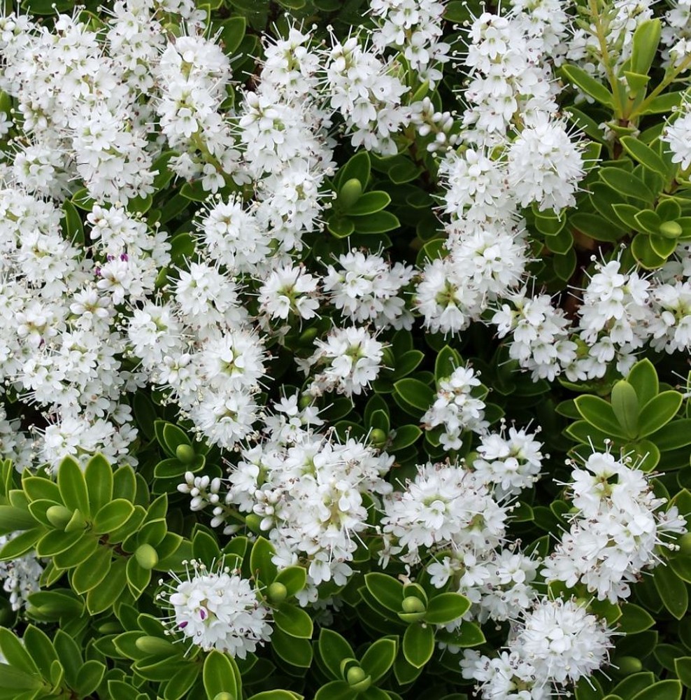 Hebe rakiensis (subalpina) | Farmyard Nurseries