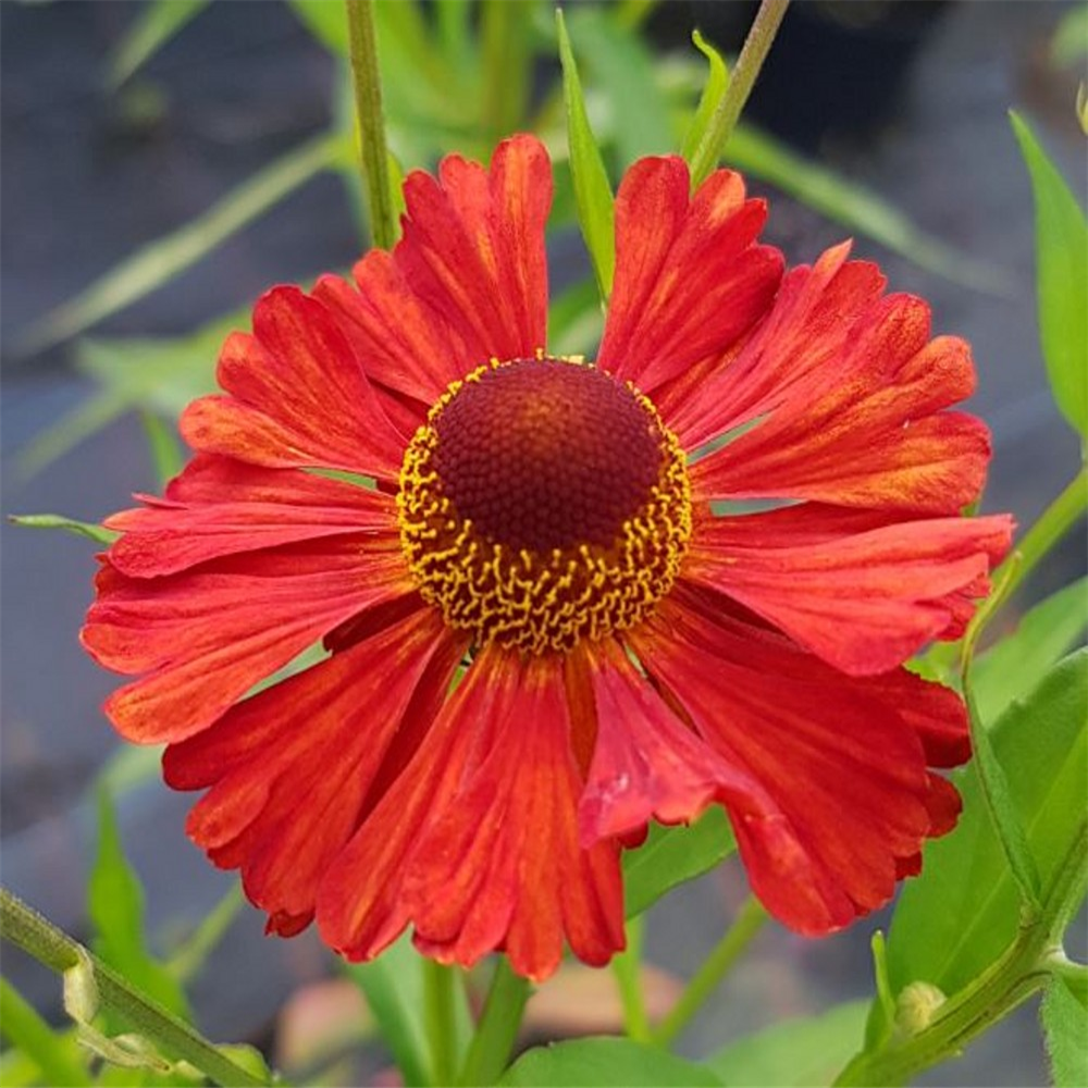 Helenium 'Dark Beauty' | Farmyard Nurseries