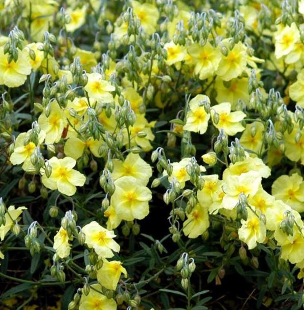 Helianthemum 'Wisley Primrose' | Farmyard Nurseries