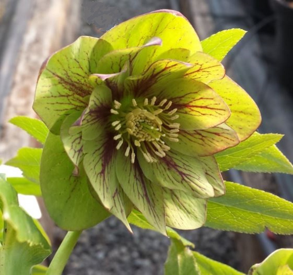 Helleborus x hybridus double green veined | Farmyard Nurseries