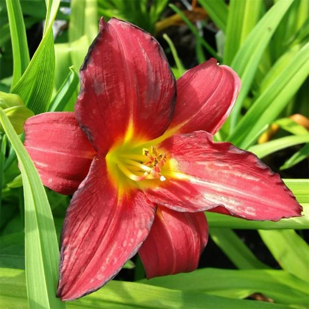 Hemerocallis 'Pardon Me' | Farmyard Nurseries