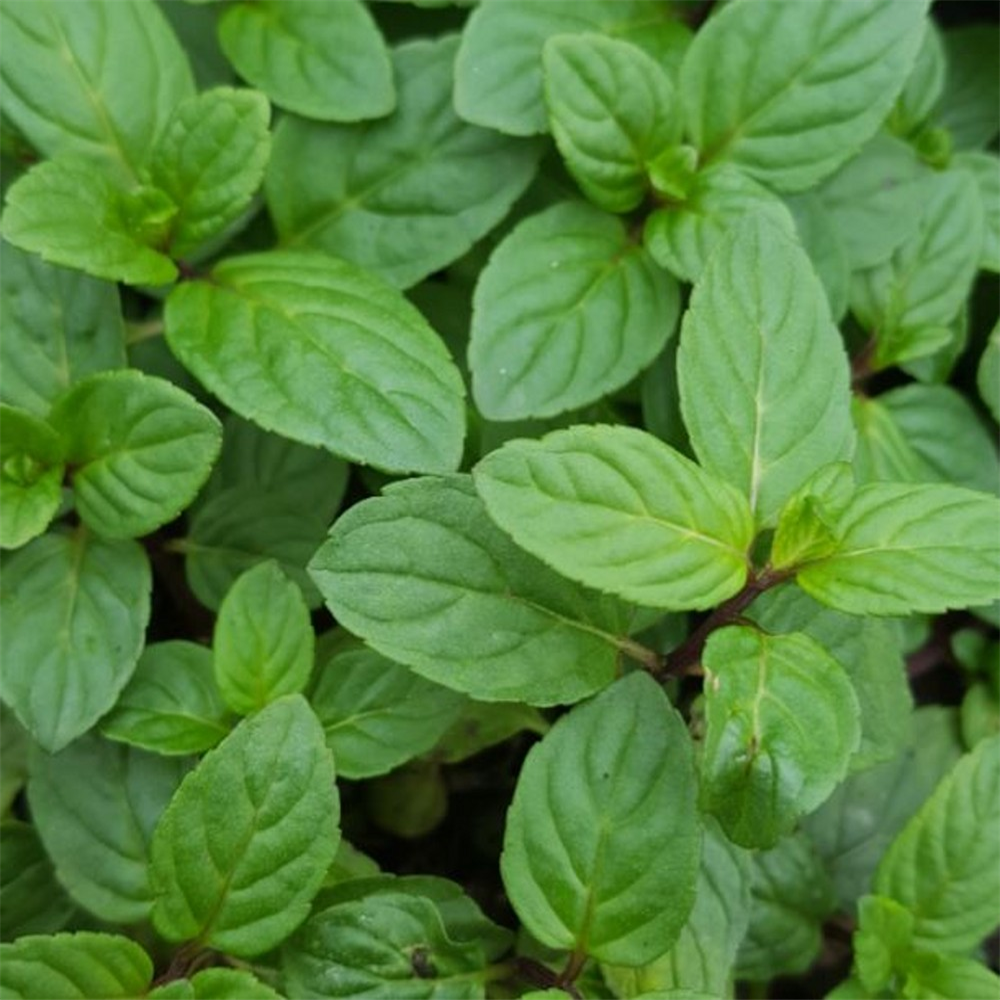 Herb Mint - Black Peppermint (Mentha x piperita) | Farmyard Nurseries