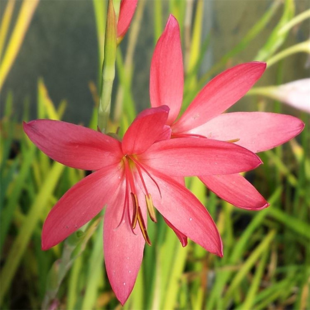 Schizostylis (Hesperantha) coccinea 'Ballyrogan Giant' | Farmyard Nurseries