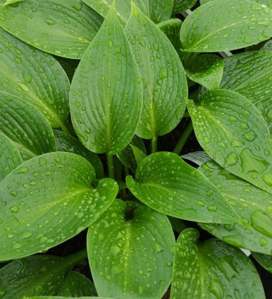 Hosta 'Devon Green' | Farmyard Nurseries