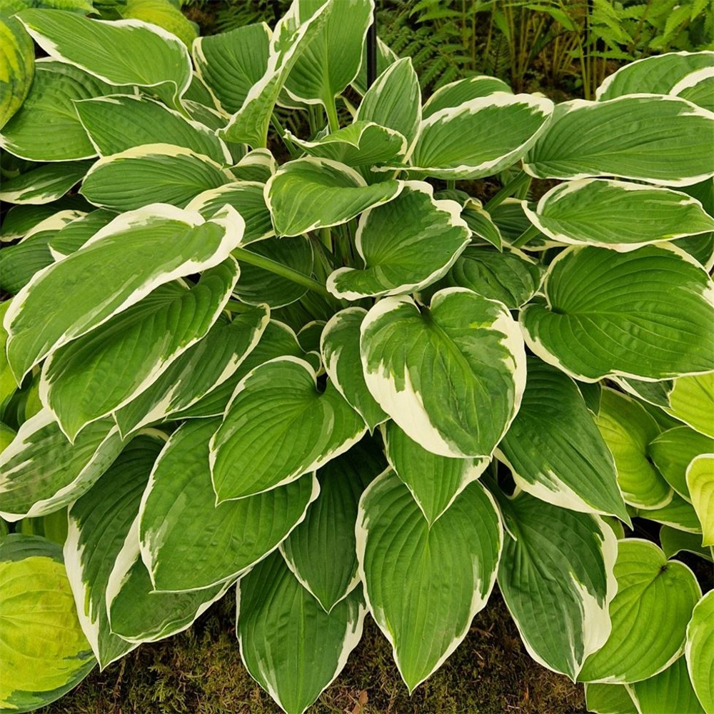 Hosta Fortunei 'francee' 