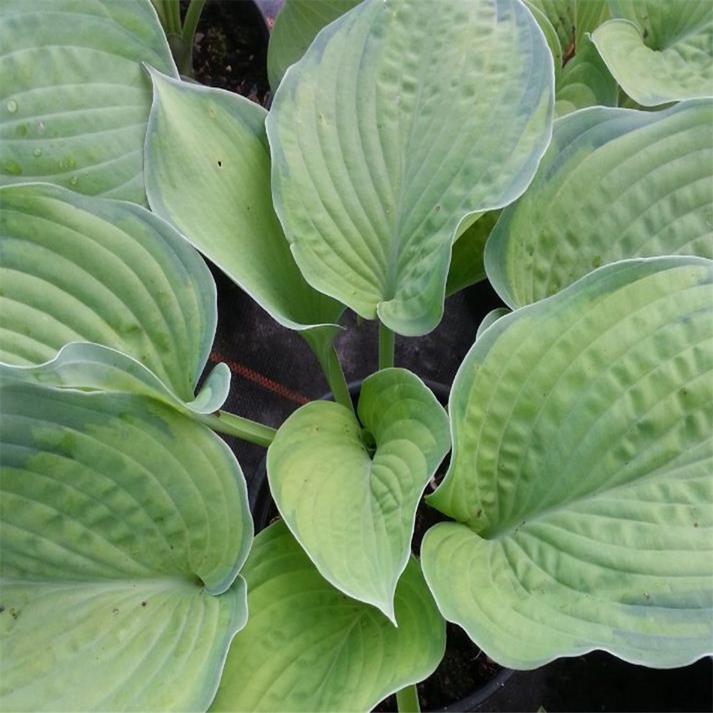 Hosta 'Inniswood' | Farmyard Nurseries