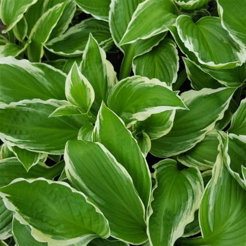 Hosta fortunei 'Albomarginata' | Farmyard Nurseries