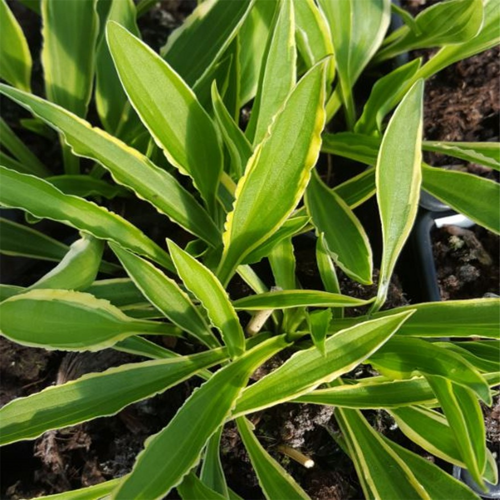 Hosta 'Stiletto' | Farmyard Nurseries