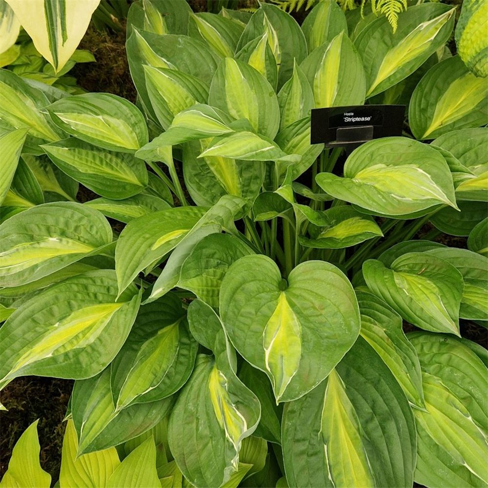 Hosta 'Striptease' | Farmyard Nurseries