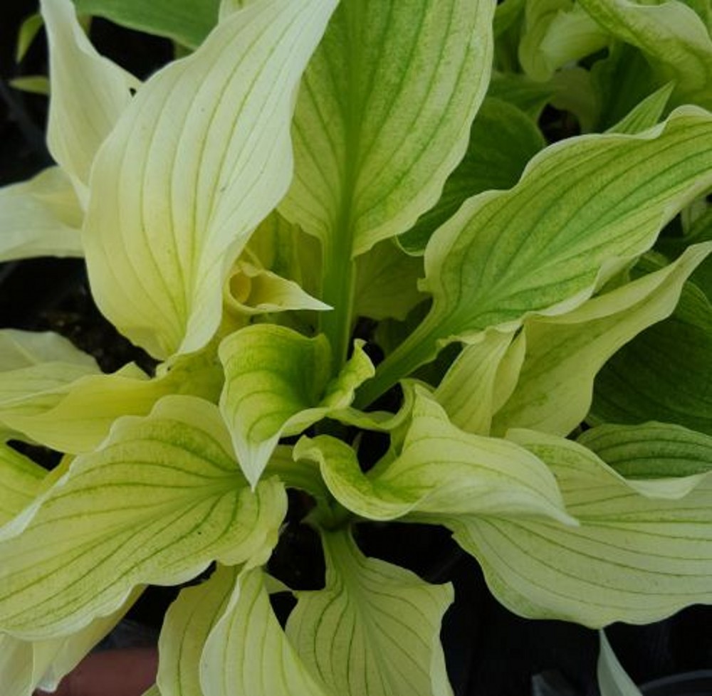 Hosta 'White Feather' | Farmyard Nurseries