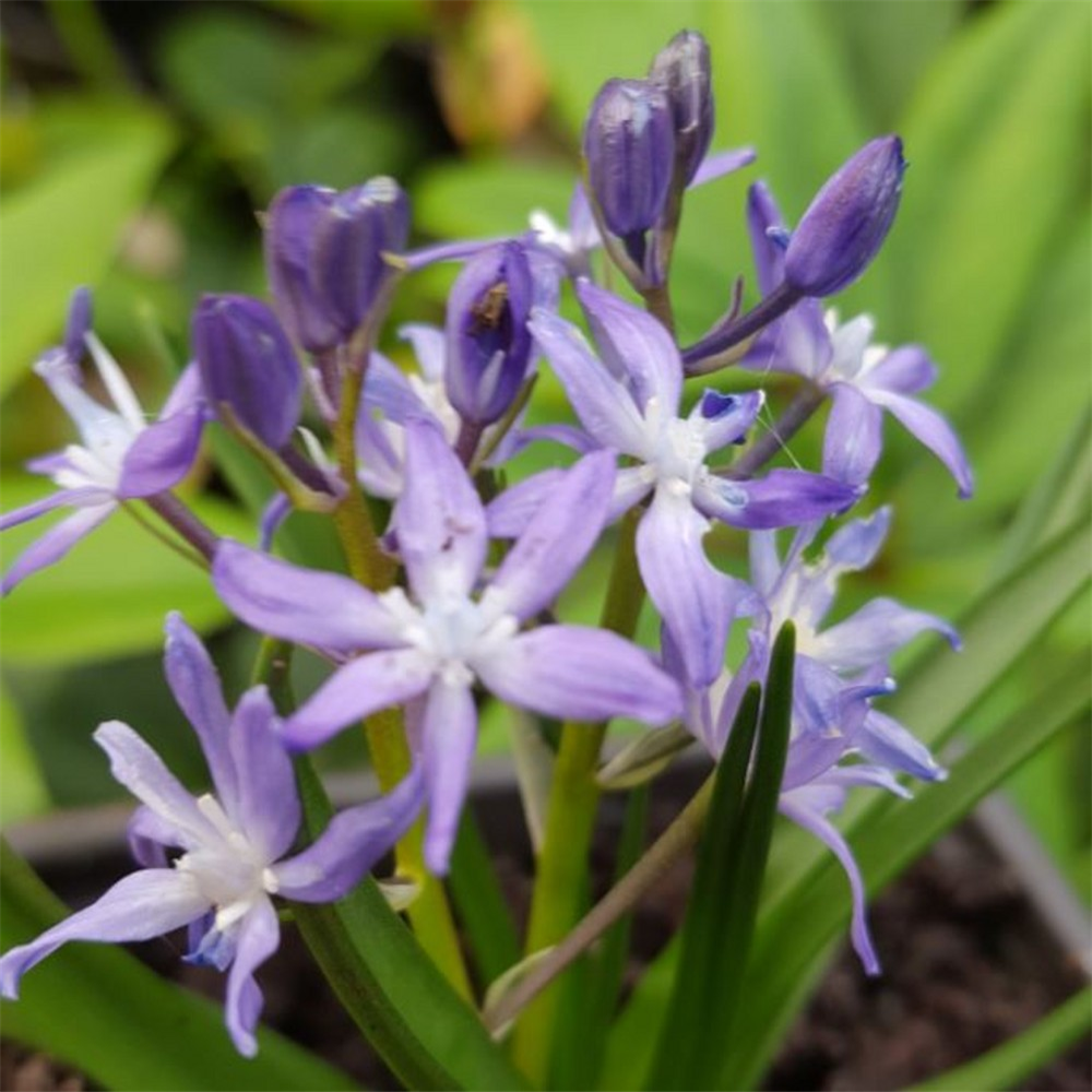 Hyacinthoides reverchonii | Farmyard Nurseries