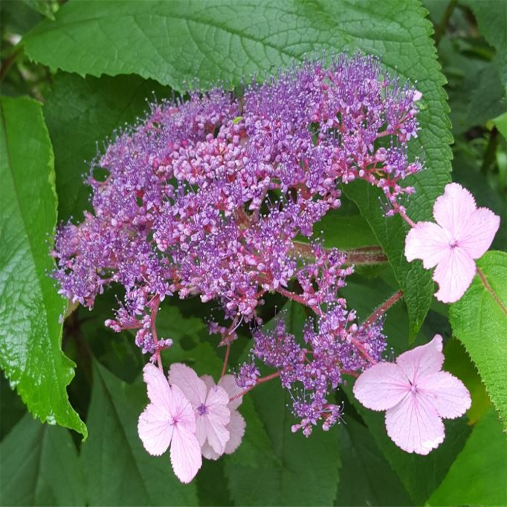 Hydrangea aspera 'Villosa Group' | Farmyard Nurseries