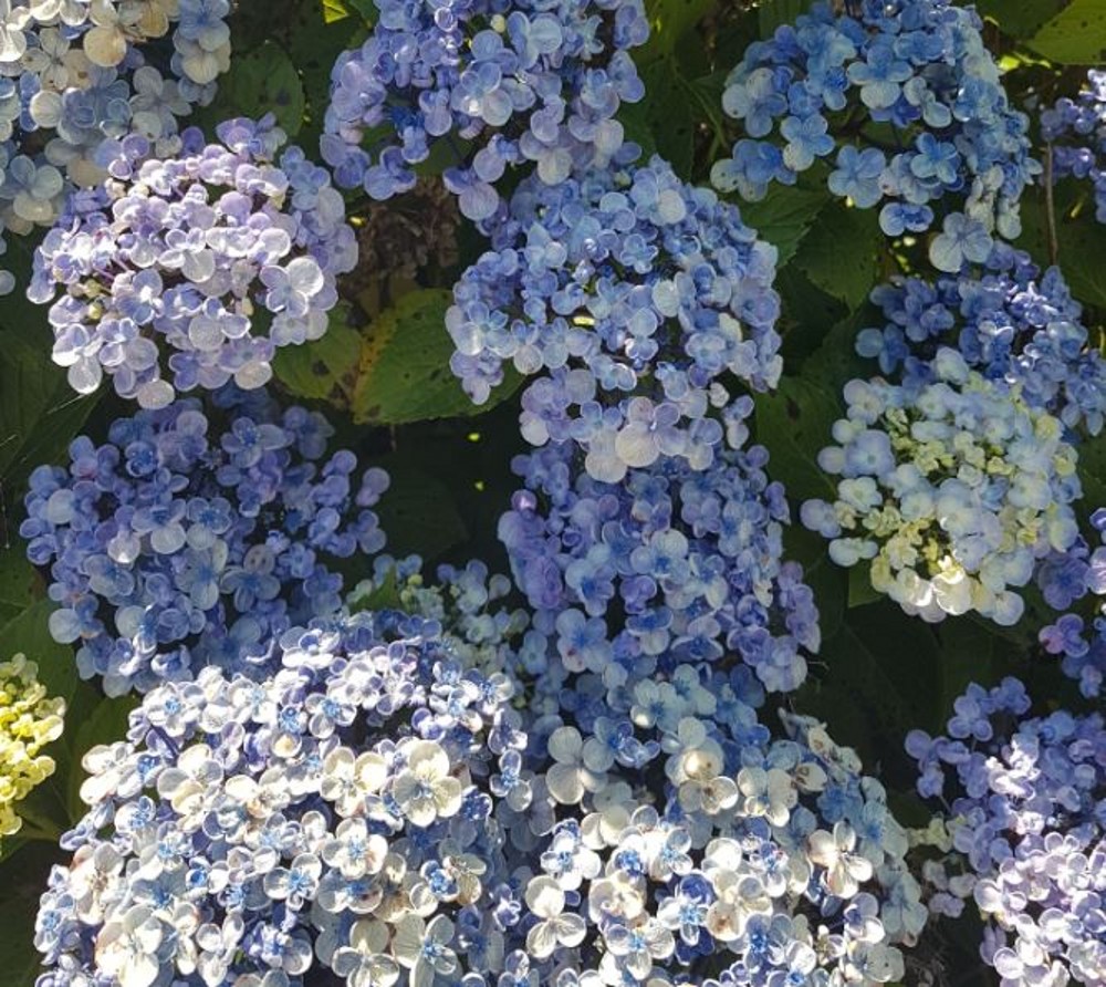 Hydrangea Macrophylla 'Ayesha' | Farmyard Nurseries