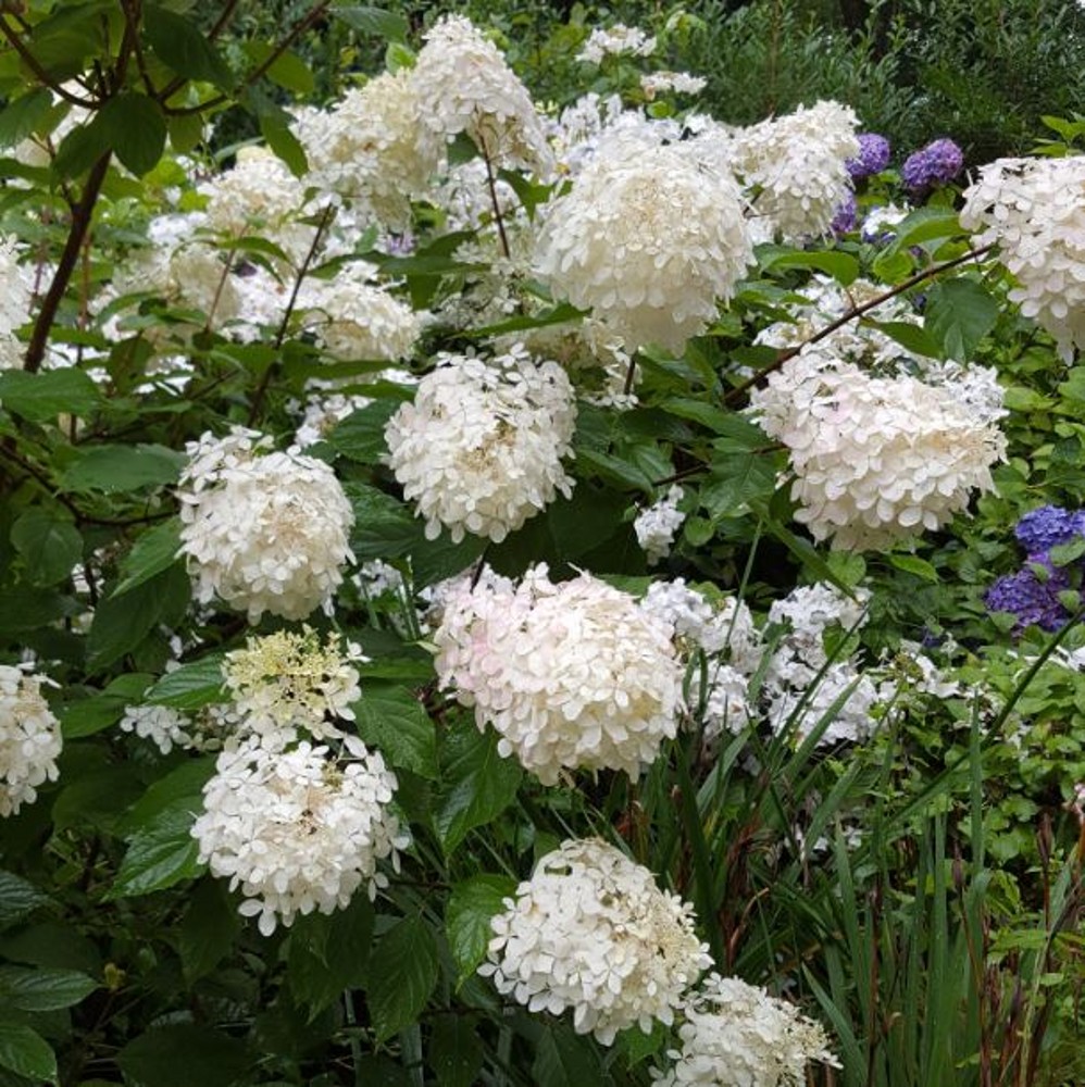 Hydrangea paniculata 'Phantom' | Farmyard Nurseries