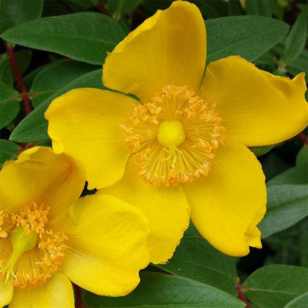 Hypericum 'Hidcote' | Farmyard Nurseries