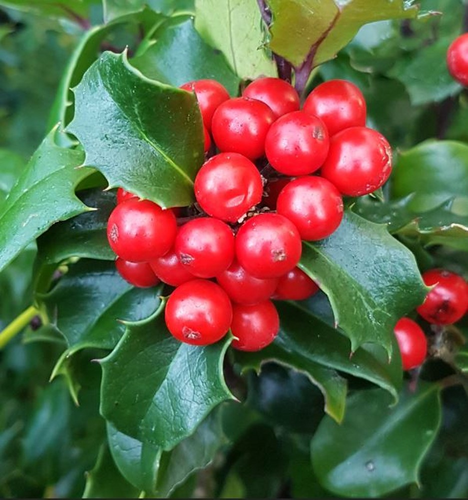 Ilex meserveae 'Blue Angel' | Farmyard Nurseries