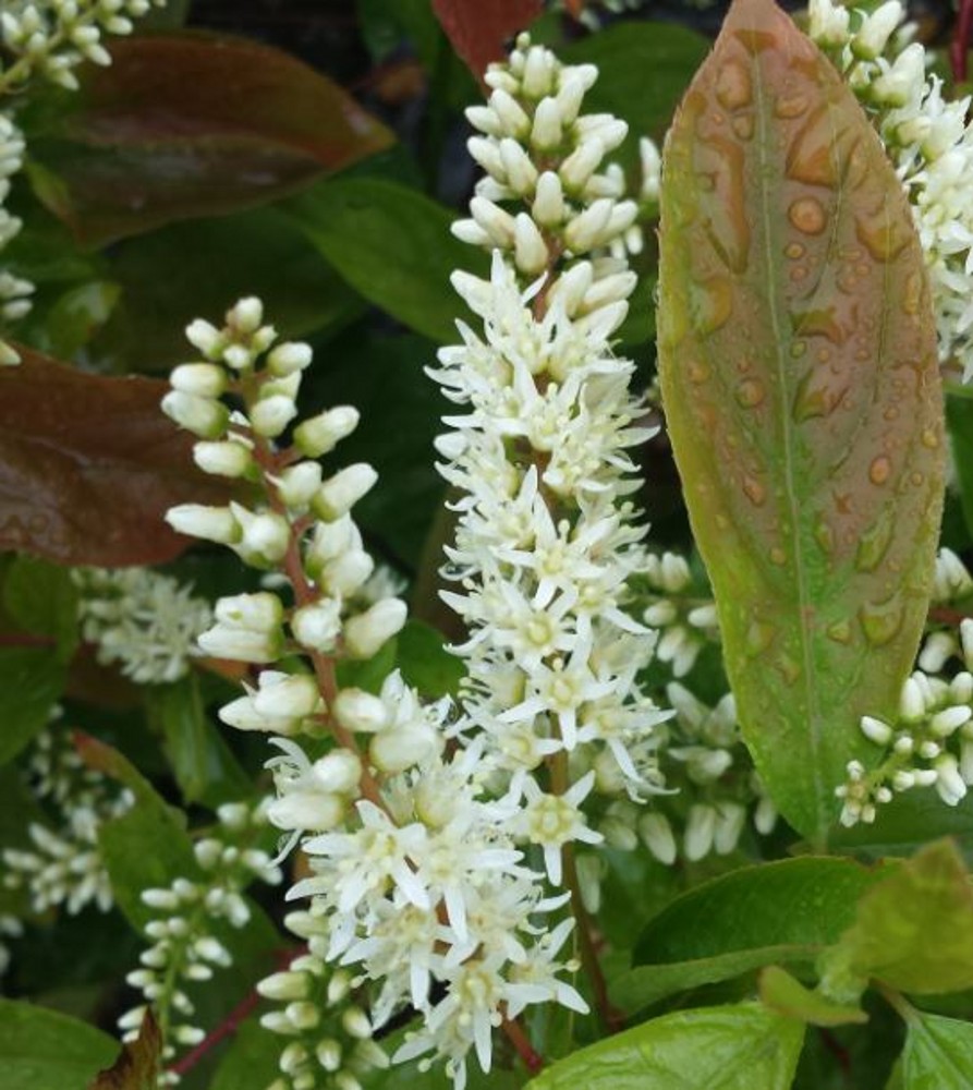 Itea virginica 'Henry's Garnet' | Farmyard Nurseries