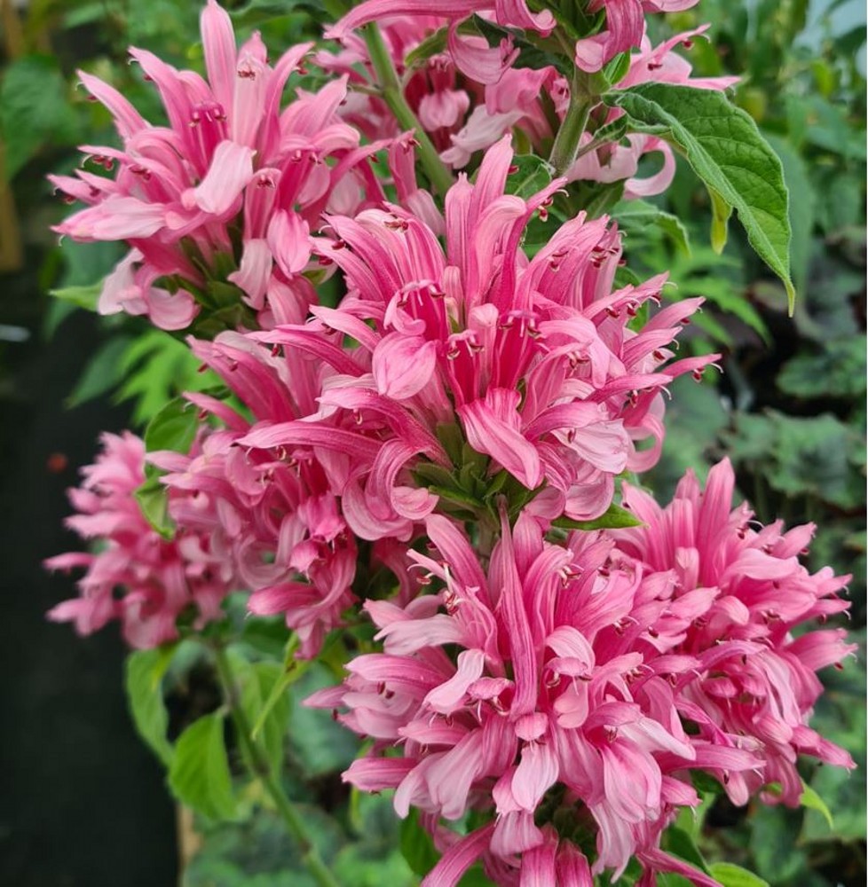 Justicia carnea pink | Farmyard Nurseries