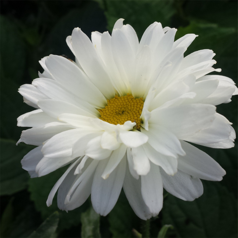 Leucanthemum superbum 'Victorian Secret' | Farmyard Nurseries