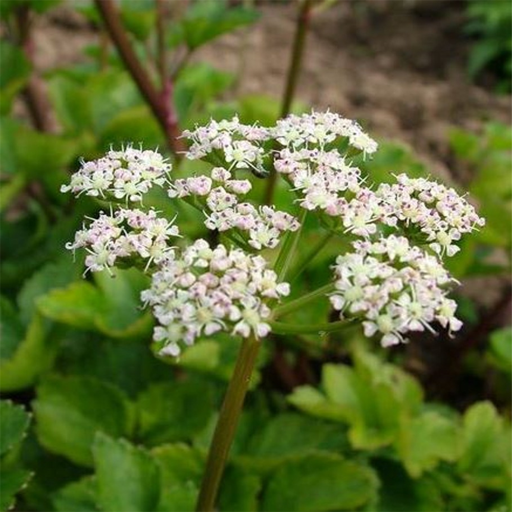 Ligusticum scoticum | Farmyard Nurseries